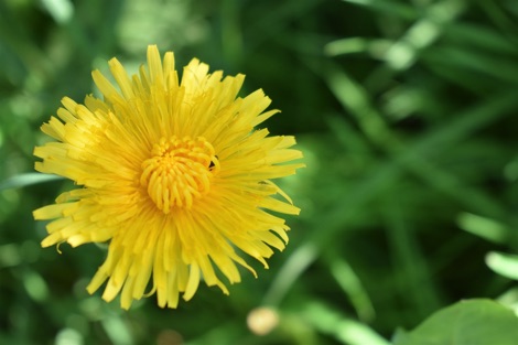 Dandelion growing in long grass